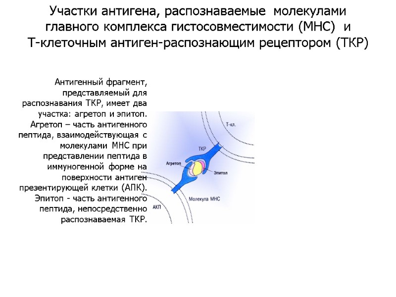 Антигенный фрагмент, представляемый для распознавания ТКР, имеет два участка: агретоп и эпитоп. Агретоп –